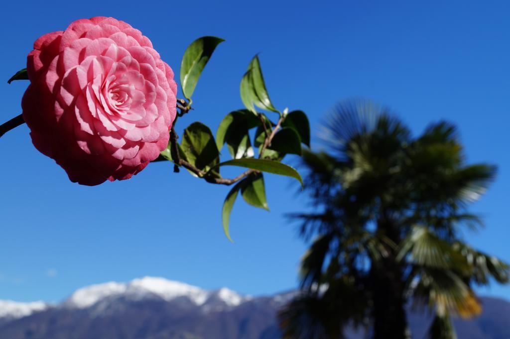 Apartament Casa Eva Ronco sopra Ascona Zewnętrze zdjęcie